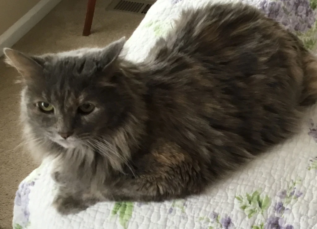 Western Skies Veterinary - In Home Pet Euthanasia|Memorials