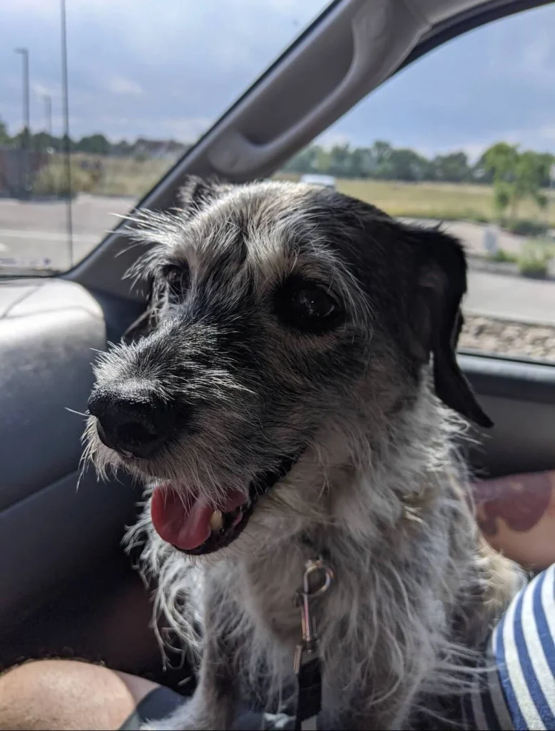Western Skies Veterinary - In Home Pet Euthanasia|Memorials