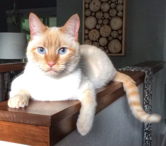 Western Skies Veterinary - In Home Pet Euthanasia|Memorials