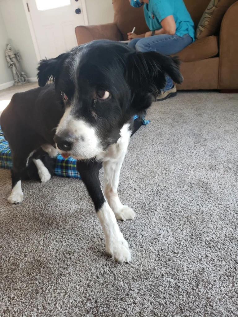 Western Skies Veterinary - In Home Pet Euthanasia|Memorials