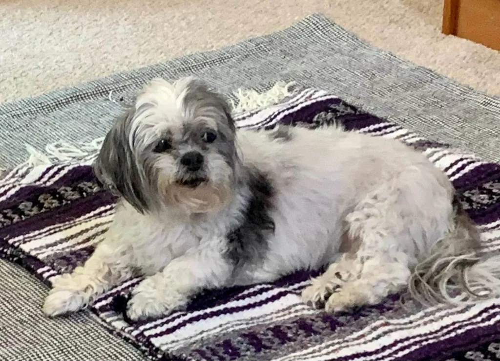 Western Skies Veterinary - In Home Pet Euthanasia|Memorials