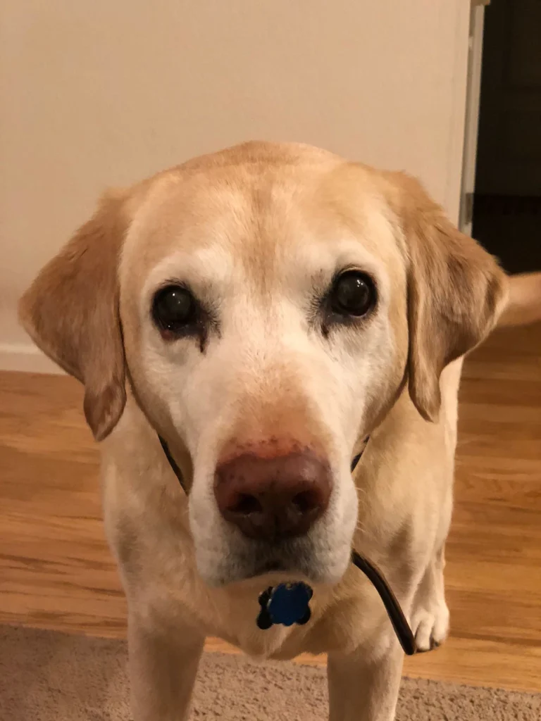 Western Skies Veterinary - In Home Pet Euthanasia|Memorials