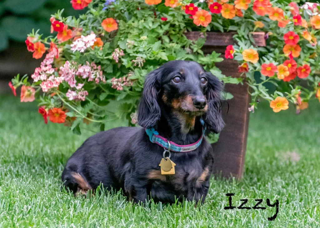Western Skies Veterinary - In Home Pet Euthanasia|Memorials