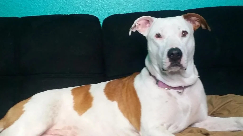 Western Skies Veterinary - In Home Pet Euthanasia|Memorials