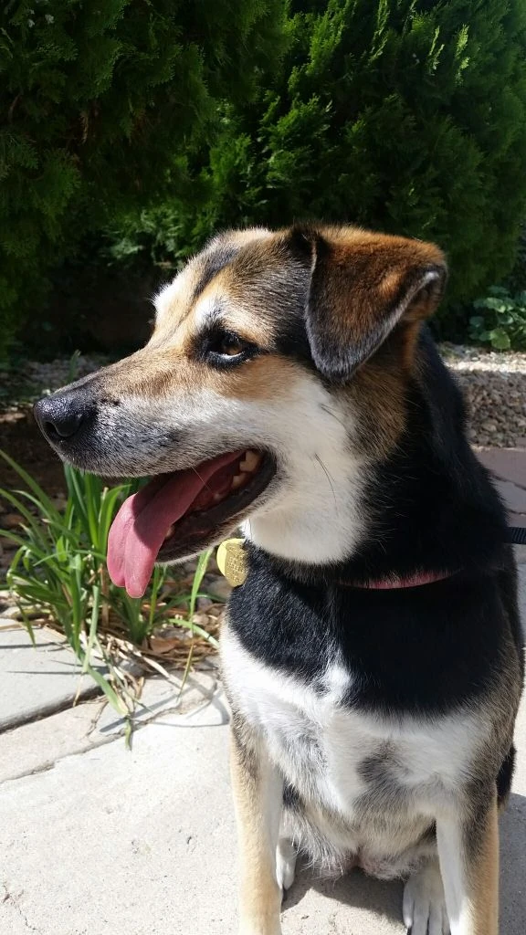 Western Skies Veterinary - In Home Pet Euthanasia|Memorials