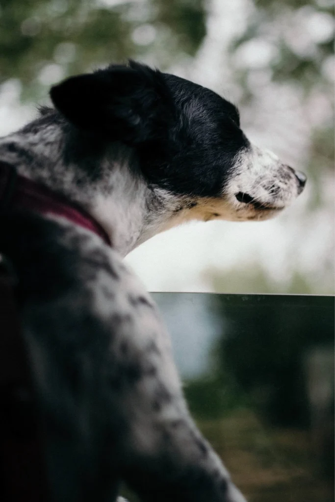 Western Skies Veterinary - In Home Pet Euthanasia|Memorials