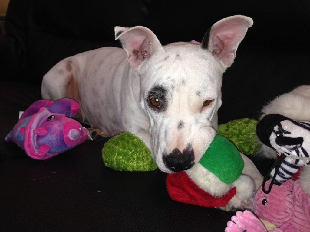 Western Skies Veterinary - In Home Pet Euthanasia|Memorials