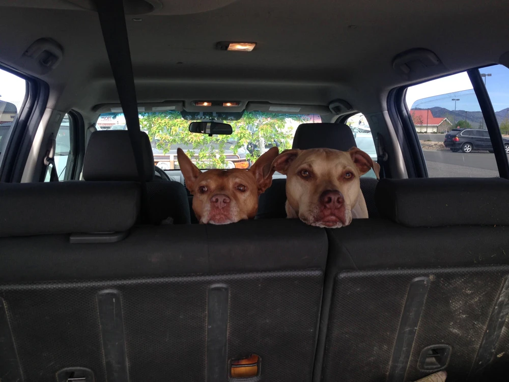 Western Skies Veterinary - In Home Pet Euthanasia|Memorials