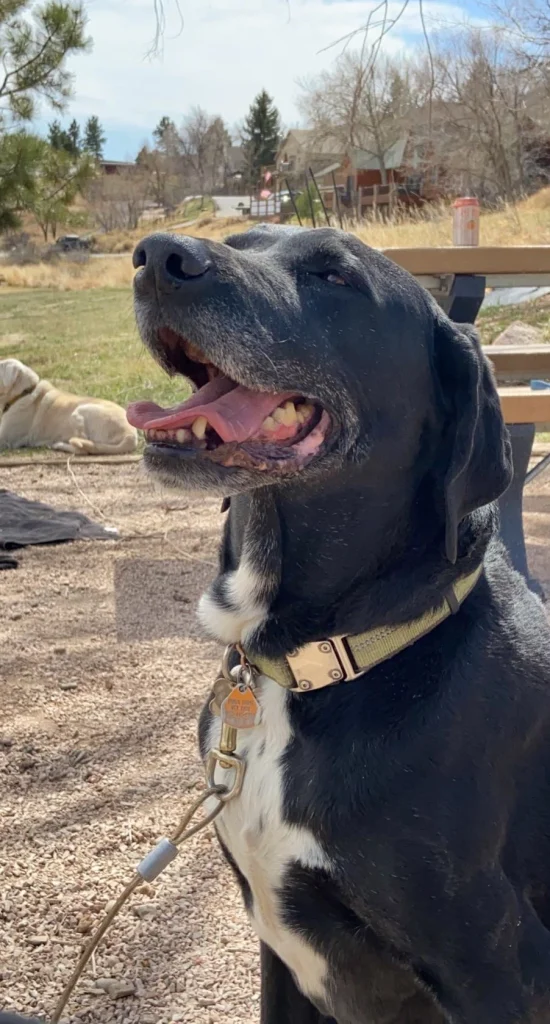 Western Skies Veterinary - In Home Pet Euthanasia|Memorials