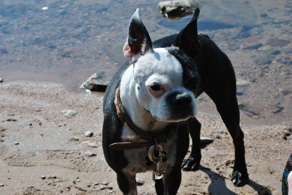 Western Skies Veterinary - In Home Pet Euthanasia|Memorials