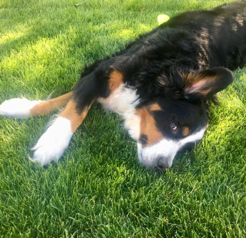 Western Skies Veterinary - In Home Pet Euthanasia|Memorials