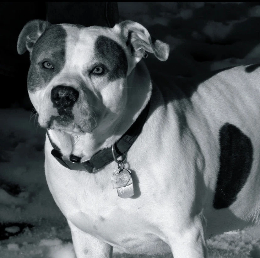 Western Skies Veterinary - In Home Pet Euthanasia|Memorials