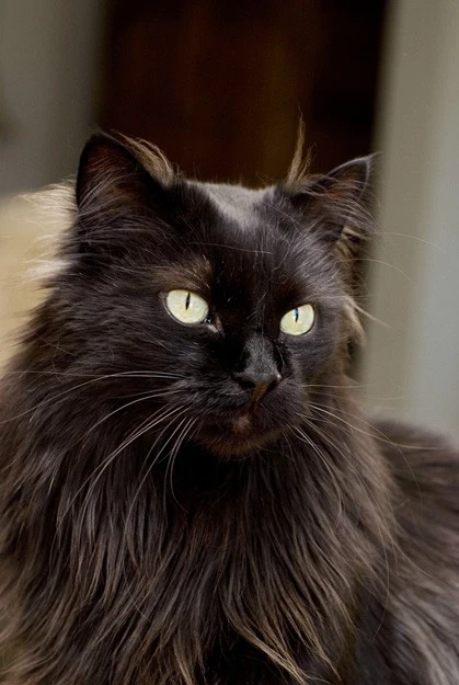 Western Skies Veterinary - In Home Pet Euthanasia|Memorials