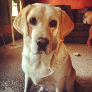 Western Skies Veterinary - In Home Pet Euthanasia|Memorials