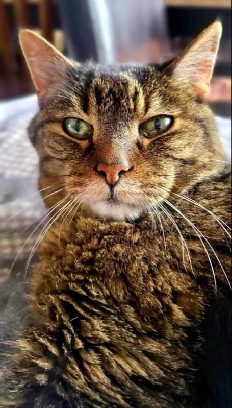 Western Skies Veterinary - In Home Pet Euthanasia|Memorials