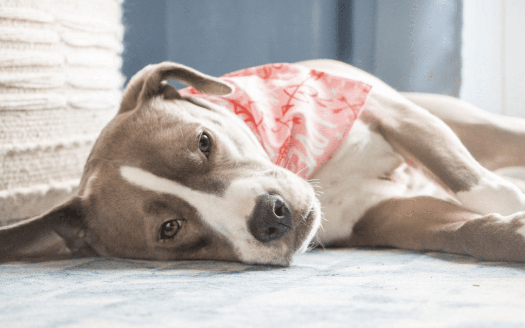 Western Skies Veterinary - In Home Pet Euthanasia | Why you won’t regret an End-of-Life photo session