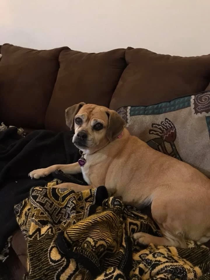 Western Skies Veterinary - In Home Pet Euthanasia|Memorials