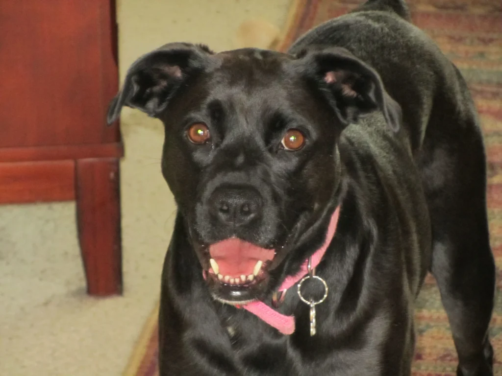 Western Skies Veterinary - In Home Pet Euthanasia|Memorials