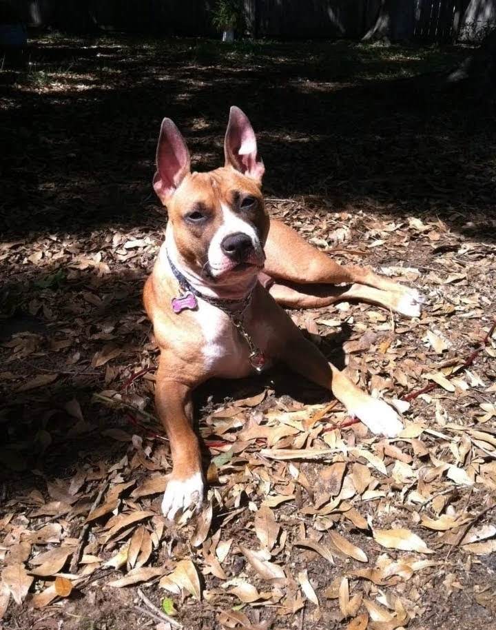 Western Skies Veterinary - In Home Pet Euthanasia|Memorials