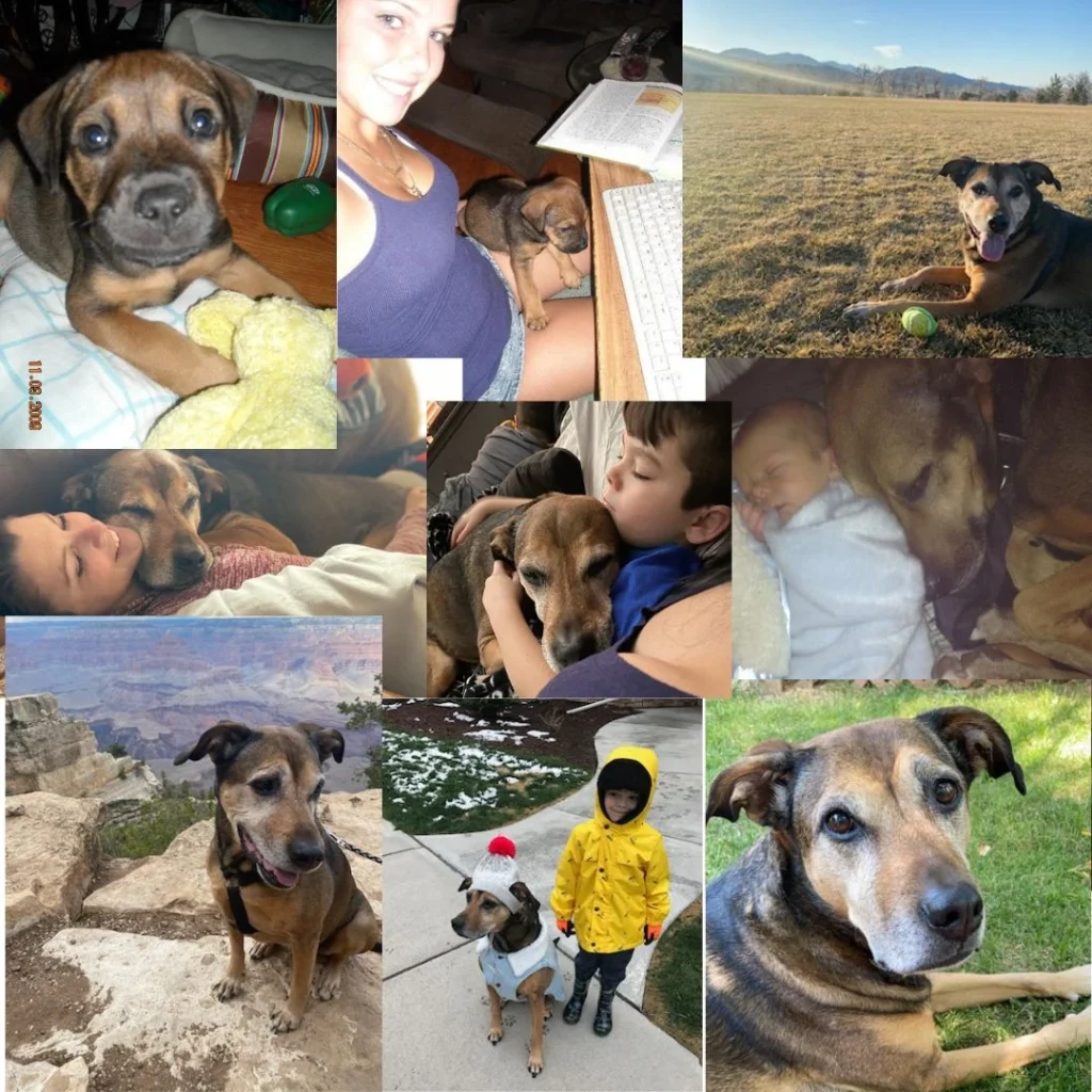 Western Skies Veterinary - In Home Pet Euthanasia|Memorials