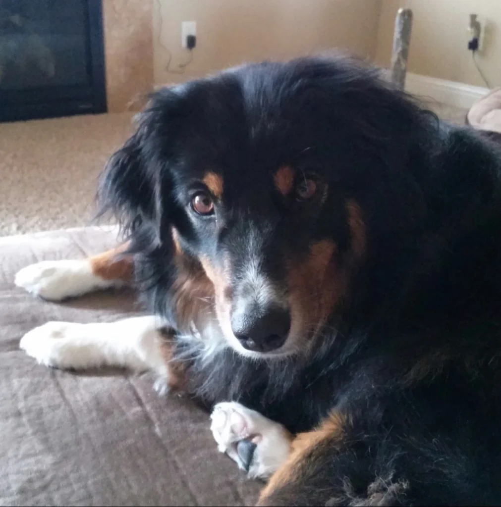 Western Skies Veterinary - In Home Pet Euthanasia|Memorials