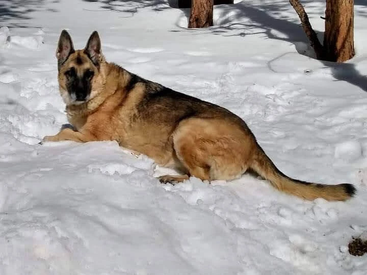 Western Skies Veterinary - In Home Pet Euthanasia|Memorials