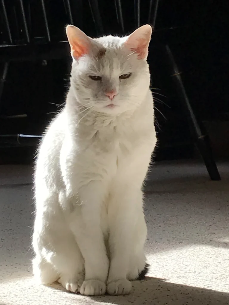 Western Skies Veterinary - In Home Pet Euthanasia|Memorials