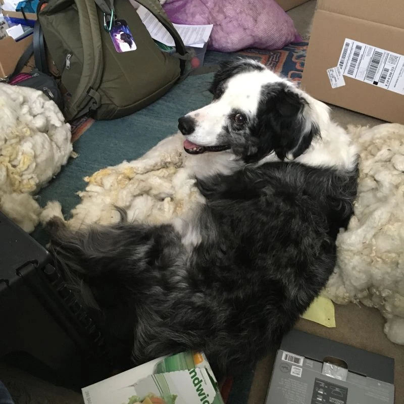 Western Skies Veterinary - In Home Pet Euthanasia|Memorials
