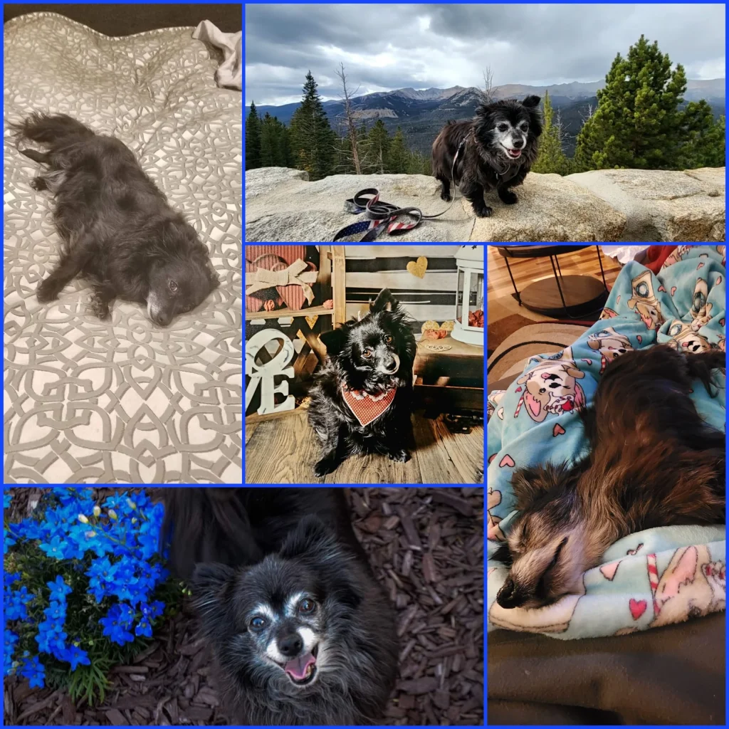 Western Skies Veterinary - In Home Pet Euthanasia|Memorials