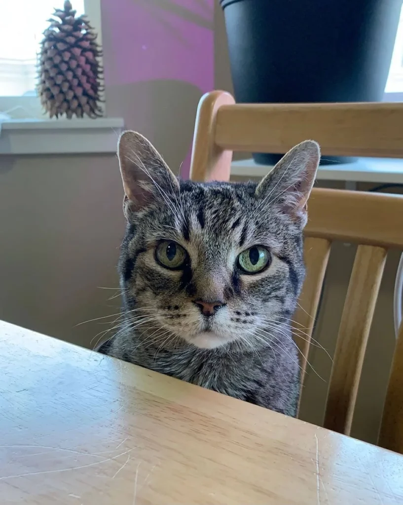 Western Skies Veterinary - In Home Pet Euthanasia|Memorials