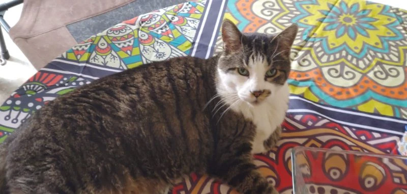 Western Skies Veterinary - In Home Pet Euthanasia|Memorials