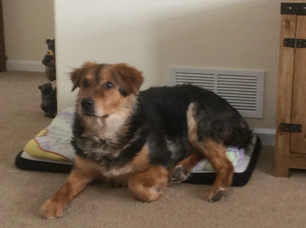 Western Skies Veterinary - In Home Pet Euthanasia|Memorials