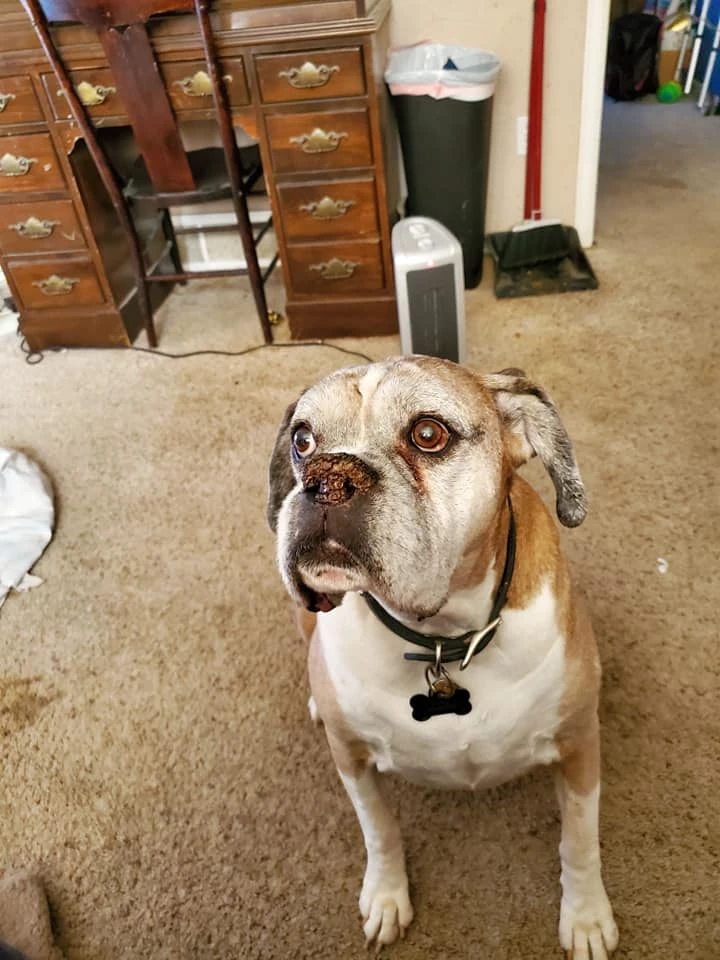 Western Skies Veterinary - In Home Pet Euthanasia|Memorials