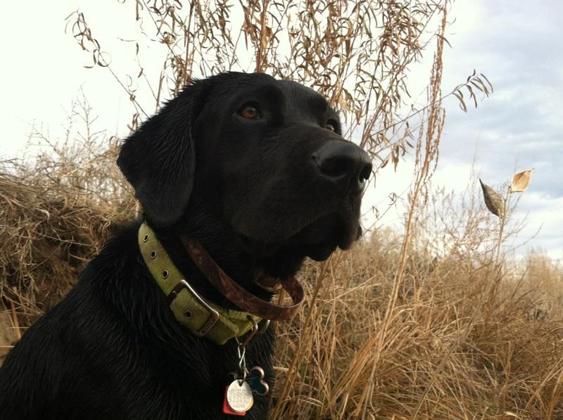 Western Skies Veterinary - In Home Pet Euthanasia|Memorials