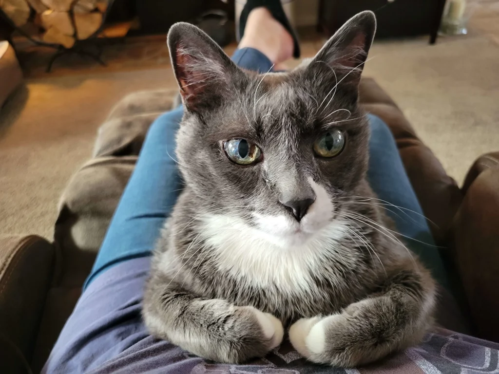 Western Skies Veterinary - In Home Pet Euthanasia|Memorials