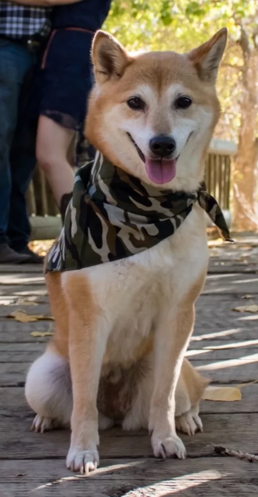 Western Skies Veterinary - In Home Pet Euthanasia|Memorials