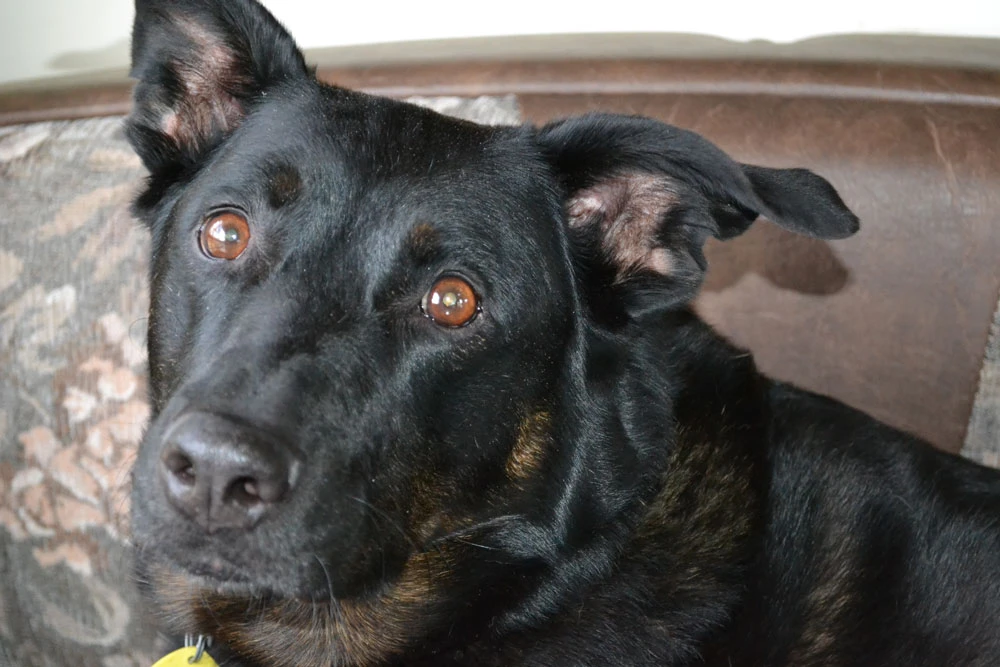 Western Skies Veterinary - In Home Pet Euthanasia|Memorials