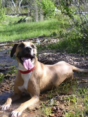 Western Skies Veterinary - In Home Pet Euthanasia|Memorials