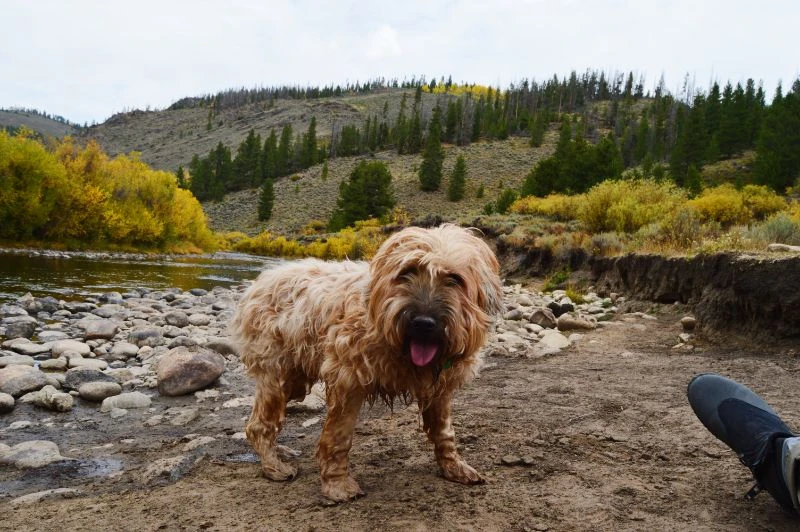 Western Skies Veterinary - In Home Pet Euthanasia|Memorials