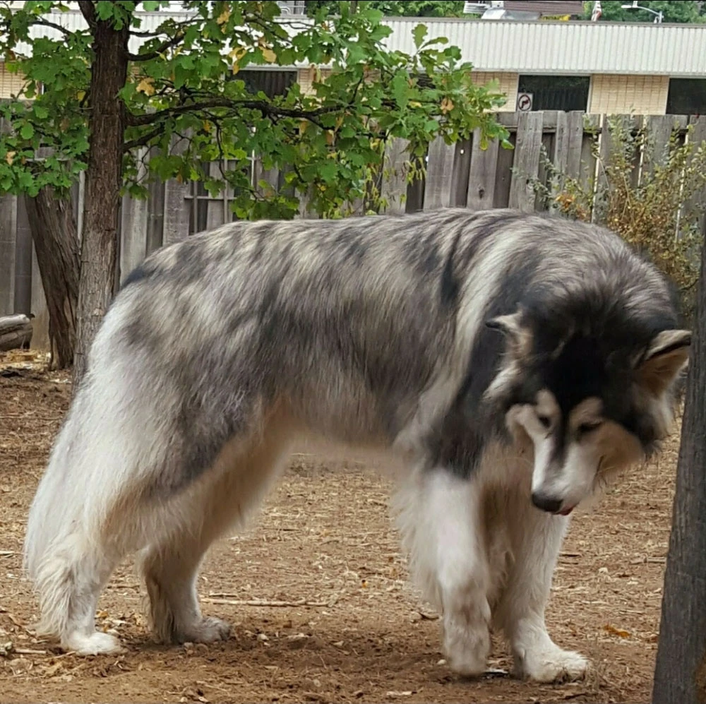 Western Skies Veterinary - In Home Pet Euthanasia|Memorials