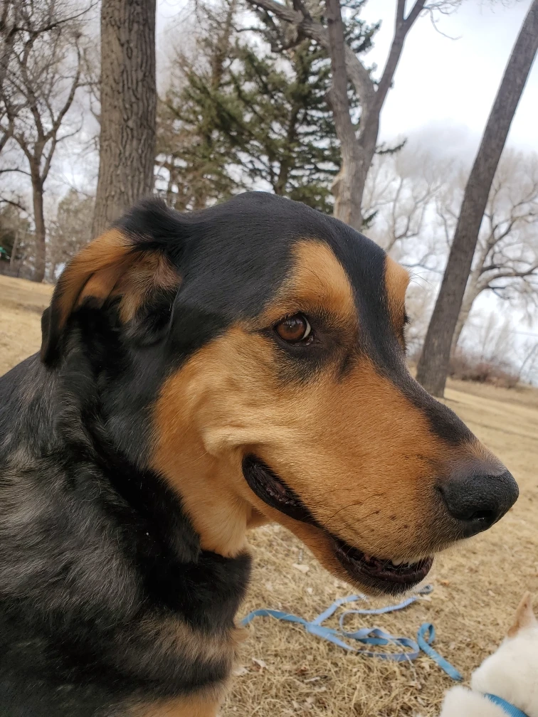 Western Skies Veterinary - In Home Pet Euthanasia|Memorials