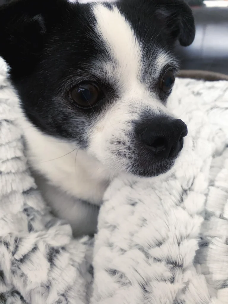 Western Skies Veterinary - In Home Pet Euthanasia|Memorials