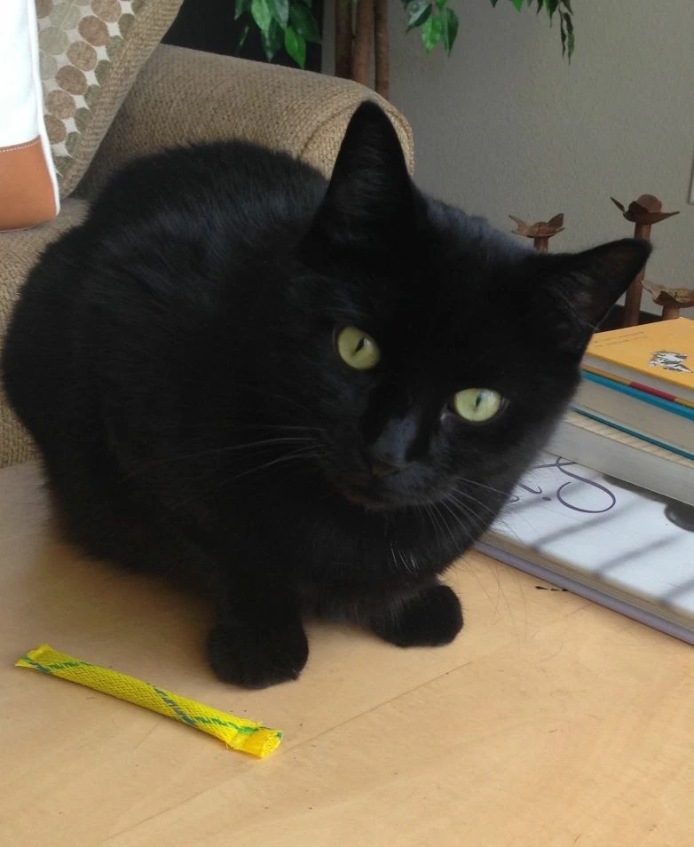 Western Skies Veterinary - In Home Pet Euthanasia|Memorials
