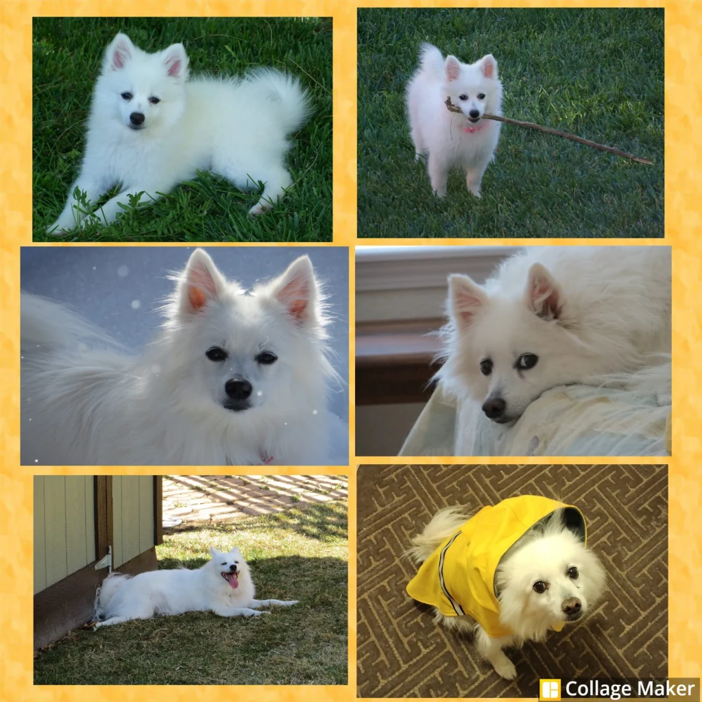 Western Skies Veterinary - In Home Pet Euthanasia|Memorials