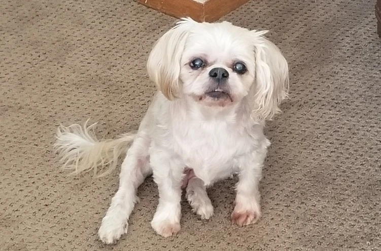 Western Skies Veterinary - In Home Pet Euthanasia|Memorials