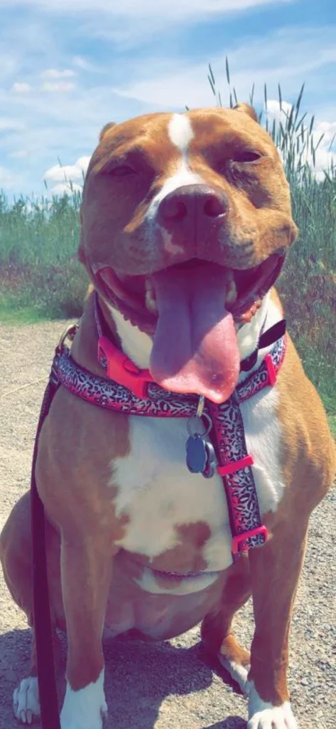 Western Skies Veterinary - In Home Pet Euthanasia|Memorials