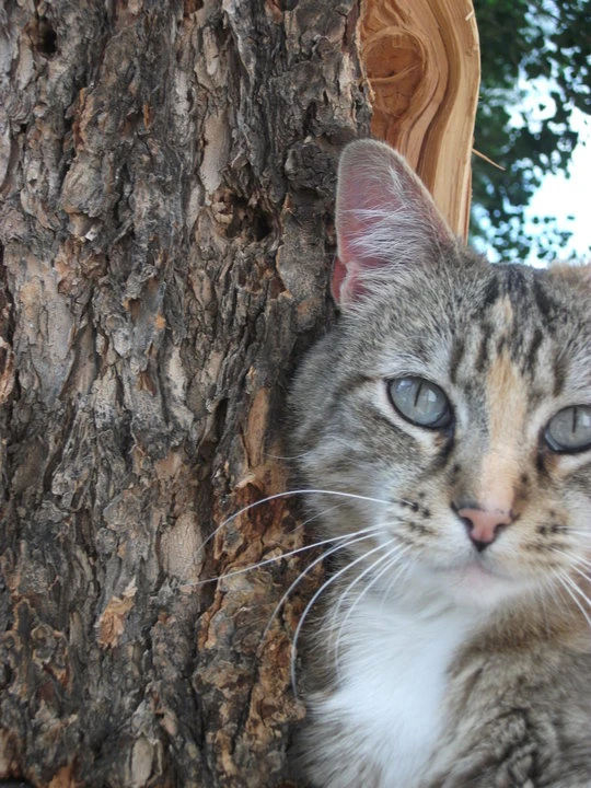 Western Skies Veterinary - In Home Pet Euthanasia|Memorials