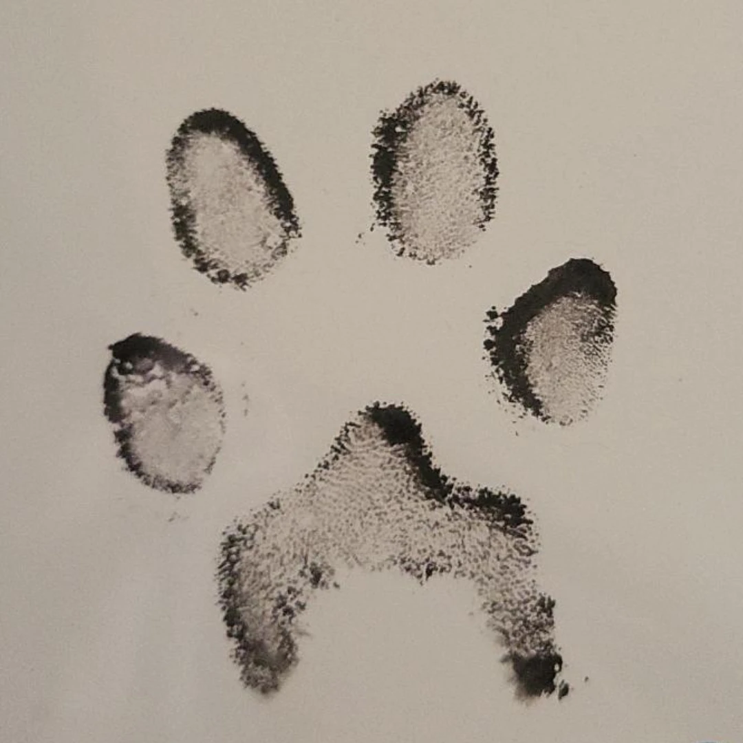 <b>Ink Paw Print <br>$35</b>