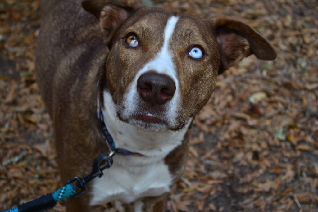 Western Skies Veterinary - In Home Pet Euthanasia|Memorials