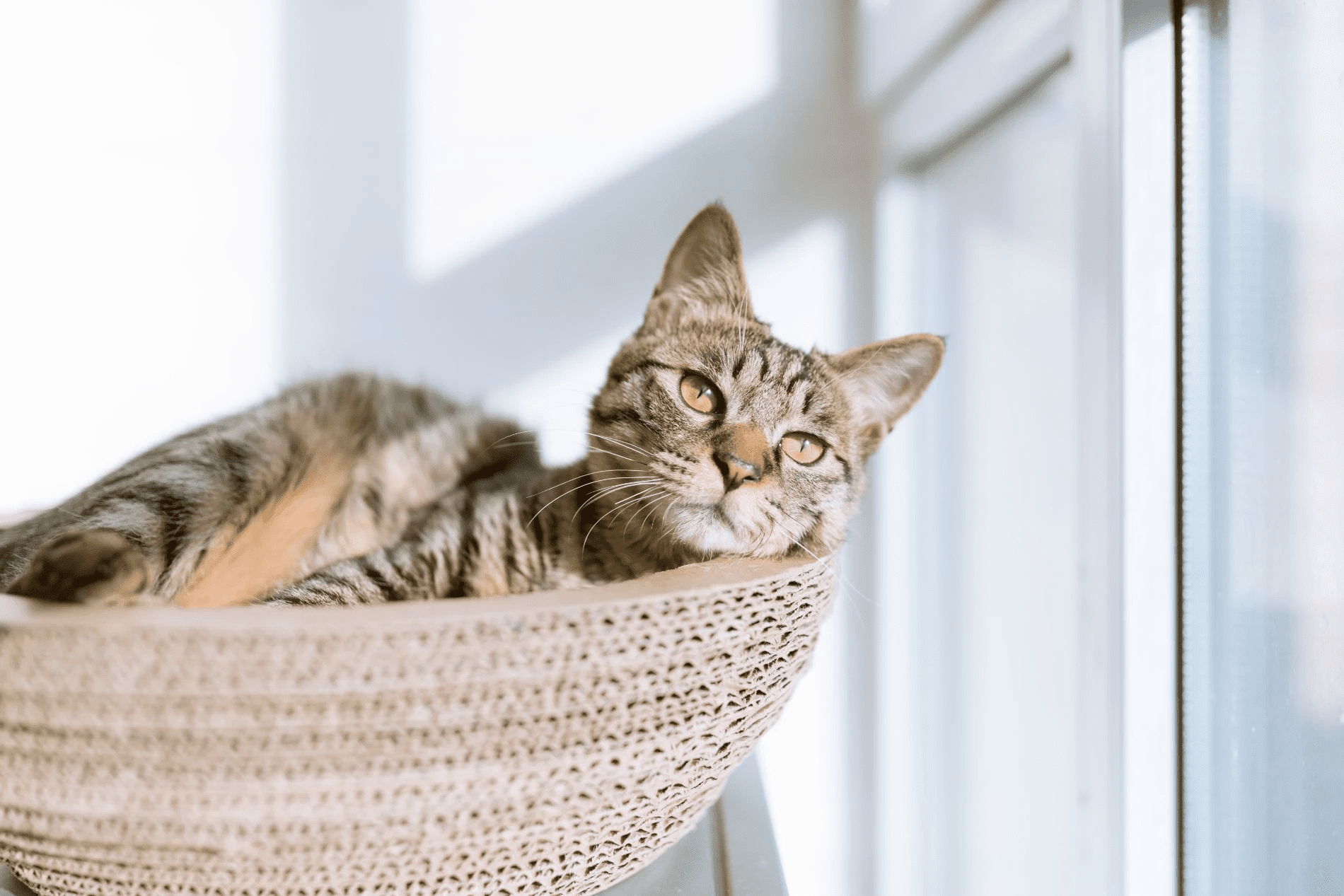pet euthanasia
